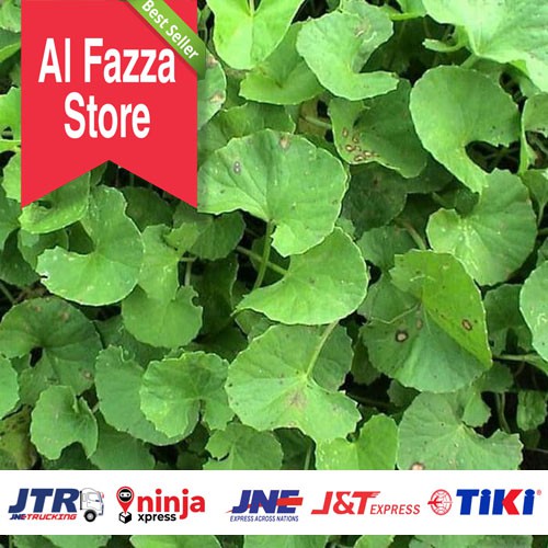 

PEGAGAN ANTANAN SEGAR 100 GRAM