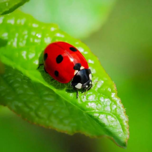 fitrianimukhtarhakim