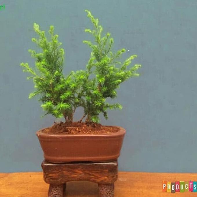 Discount Bibit Pohon Cemara Angin Daun Halus / Juniperus Communis Hibernica Berkualitas