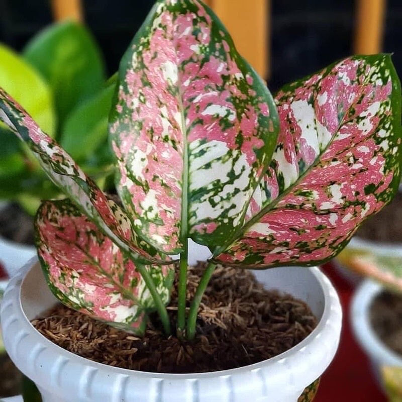 AGLONEMA ANAKAN TRI COLOUR CANTIK