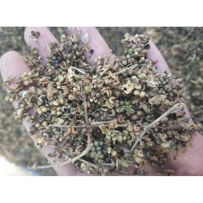 Unggulan 300 Gr Biji Benih Pohon Cendana Wangi Ntt #_#