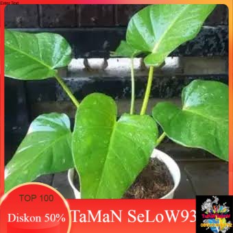 tanaman hias bibit pilo marbel