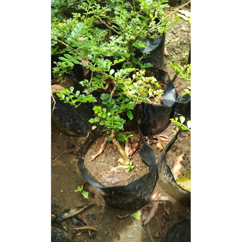 Bibit Bonsai Kawista