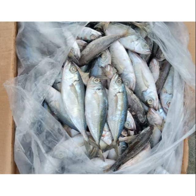 

Ikan Bentrong / Ikan Kembung Como 10kg