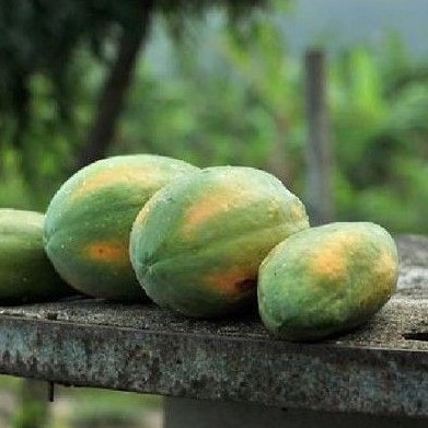 

Pepaya Mengkel 1kg/ Pepaya Mengkal/ Pepaya Rujak