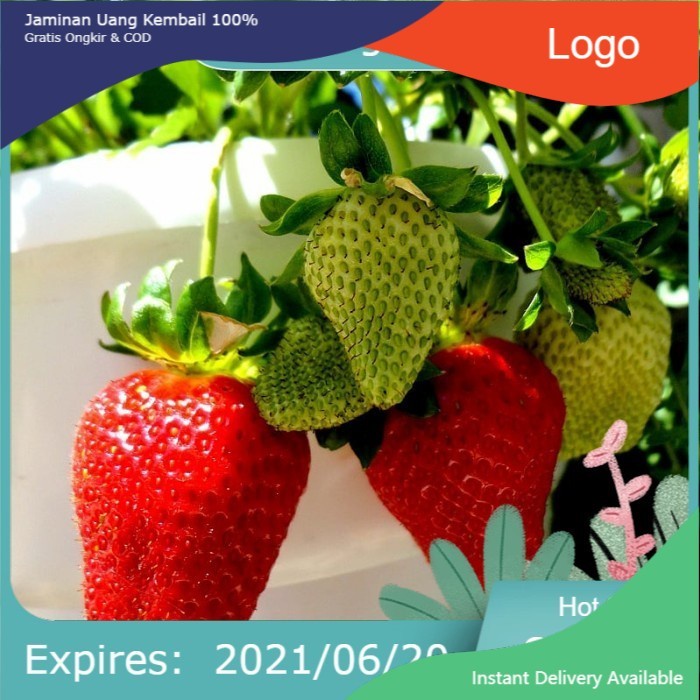 bibit tanaman buah strawberry California premium