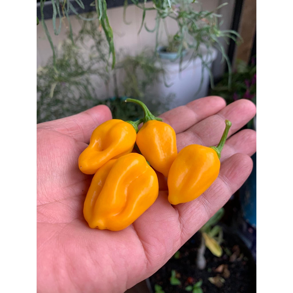 Benih Bibit Biji - Cabai Fruxim Yellow Cabe Pepper Seeds