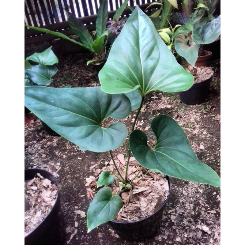 Tanaman Anturium Corong - tanaman hias - tanaman anturium.