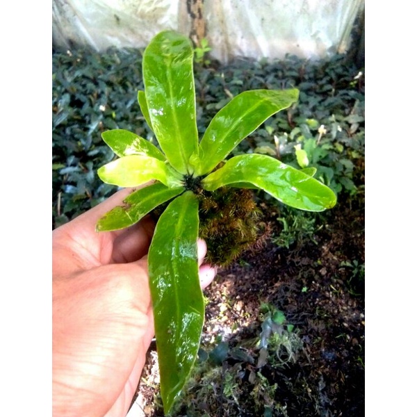 kadaka mini (tanaman darat)