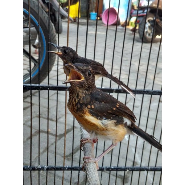 burung anak murai batu medan non gembung gambling