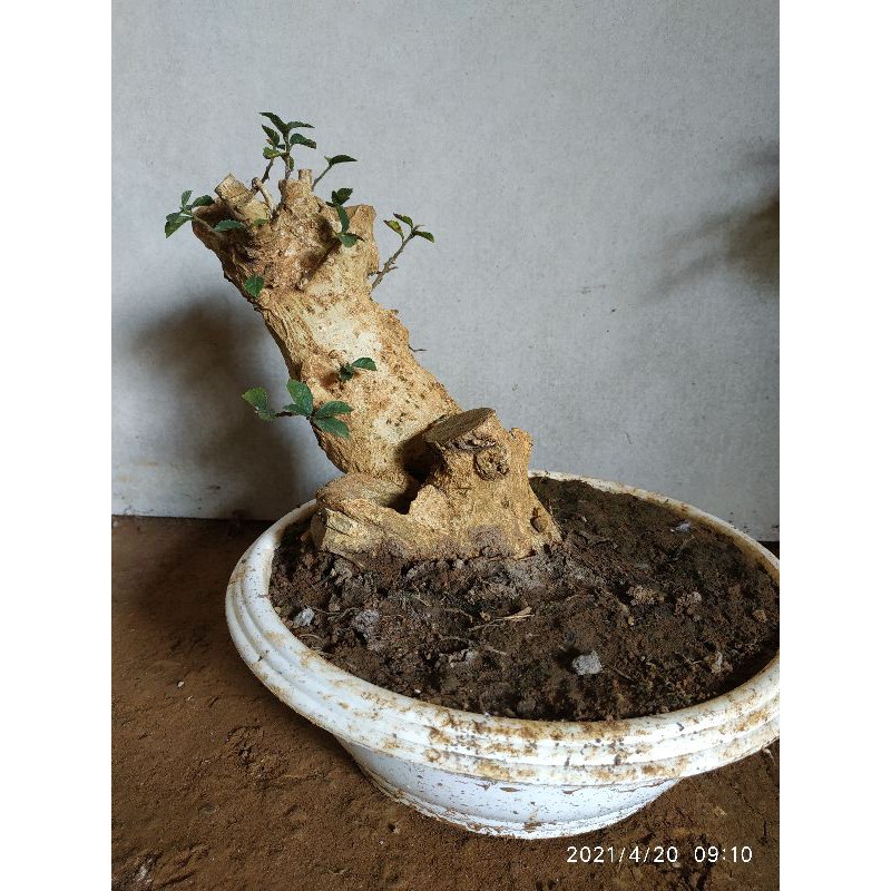 BONSAI SERUT BERKARAKTER / BAHAN BONSAI SERUT / BONSAI MURAH