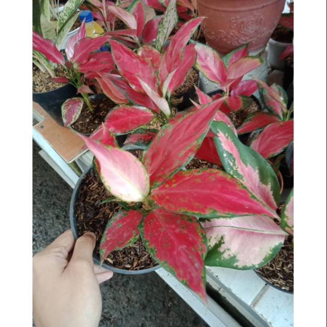 BUNGA AGLONEMA RUBY GARUDA DEWASA