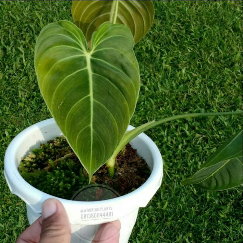 Tanaman hias Philodenron melanoChrysum /philodenron melano / puhun melano /Menalo