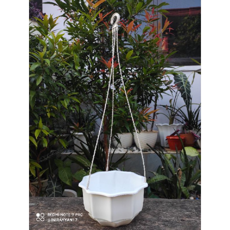 Pot Gantung Enoki 6
