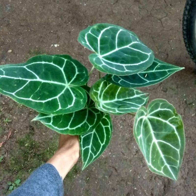 kuping gajah,anthurium kuping gajah