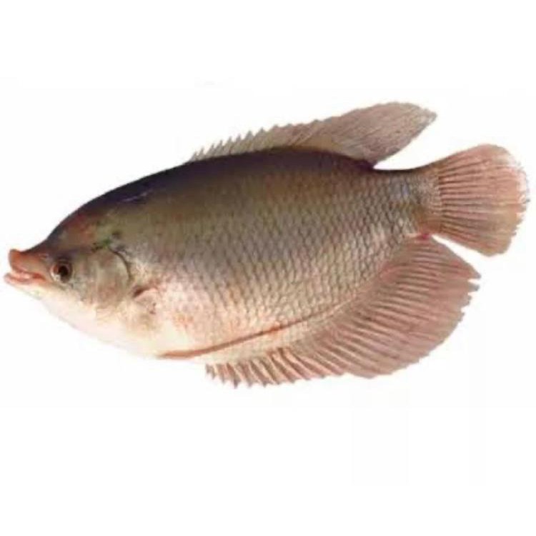 

IKAN GURAMI
