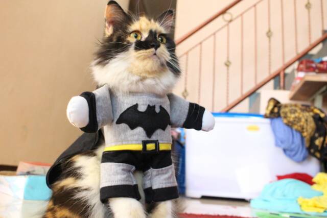 Kostum batman untuk kucing dan anjing / baju kucing anjing / baju lucu size S M L XL