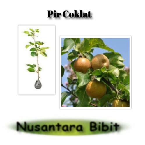 Bibit Buah Pir Coklat