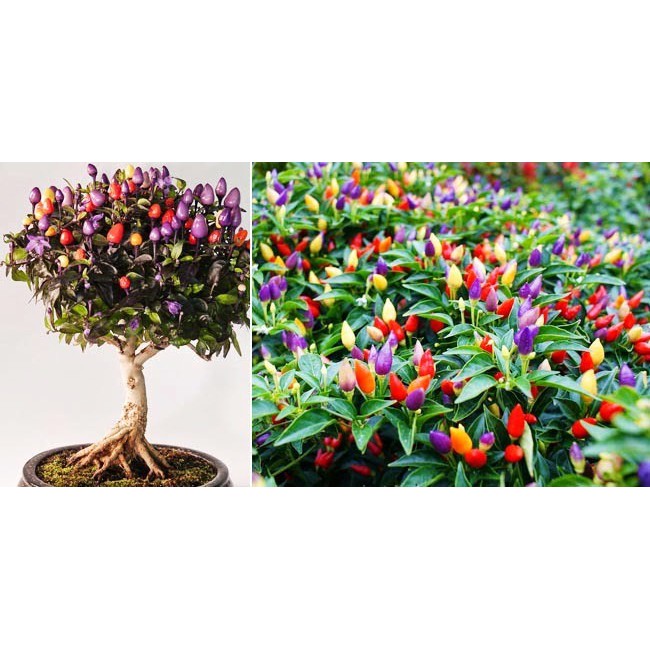 Benih Cabai Pelangi +Cocopeat