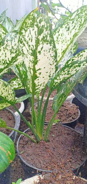 Aglaonema atau sri rezeki merupakan tanaman dari family aracea. genus aglaonema terdiri dari sekitar