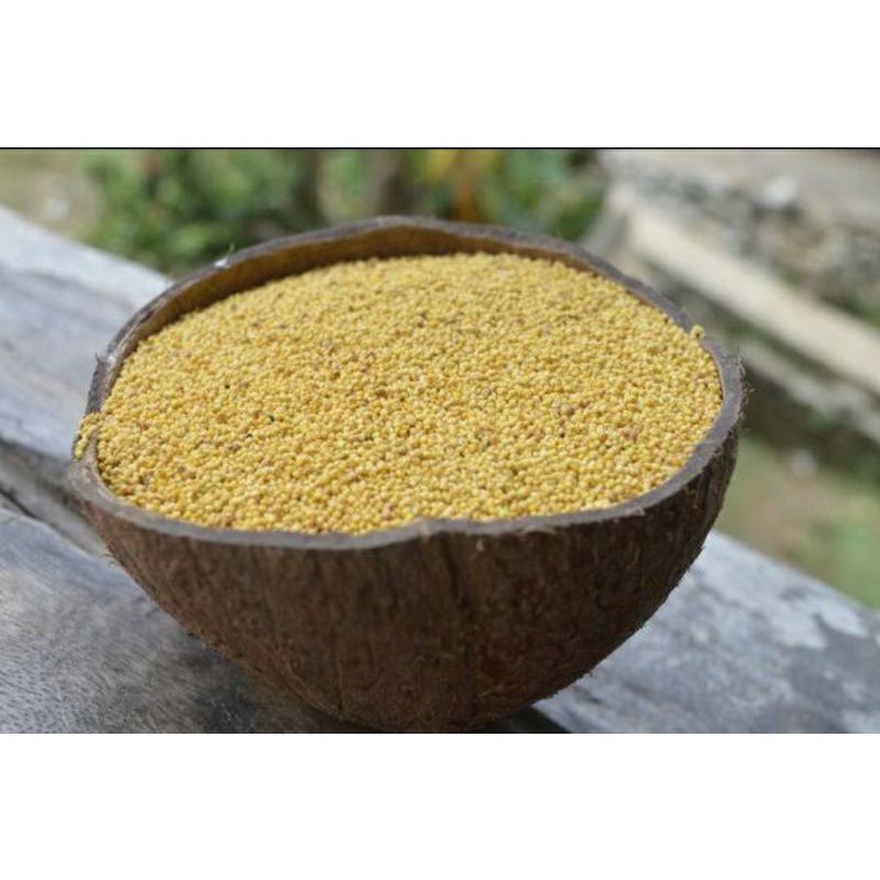 

KTr190 BiJI KUNYIT / BiJI JAWAK / Jewawut / Sekoi / Foxtail Millet KEMASAN 1KG