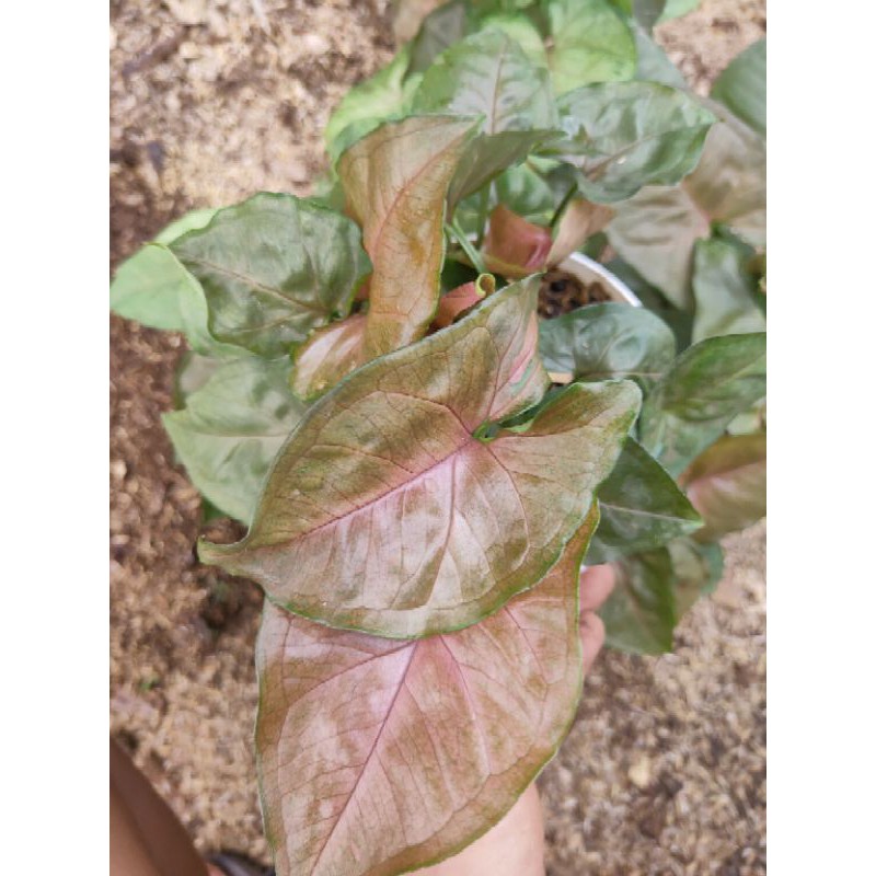 syngonium Maria allusion - syngonium tembaga - syngonium Maria - syngonium allusion - syngonium