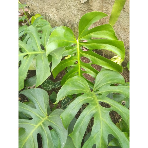 monstera Brazilian/borsigiana