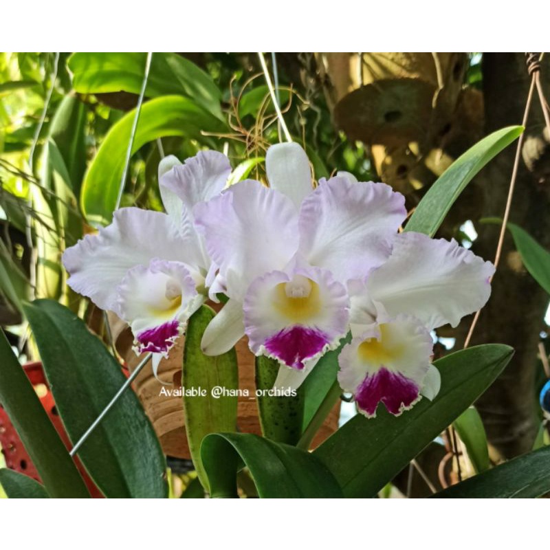 Anggrek knop cattleya pure soul Yutaka