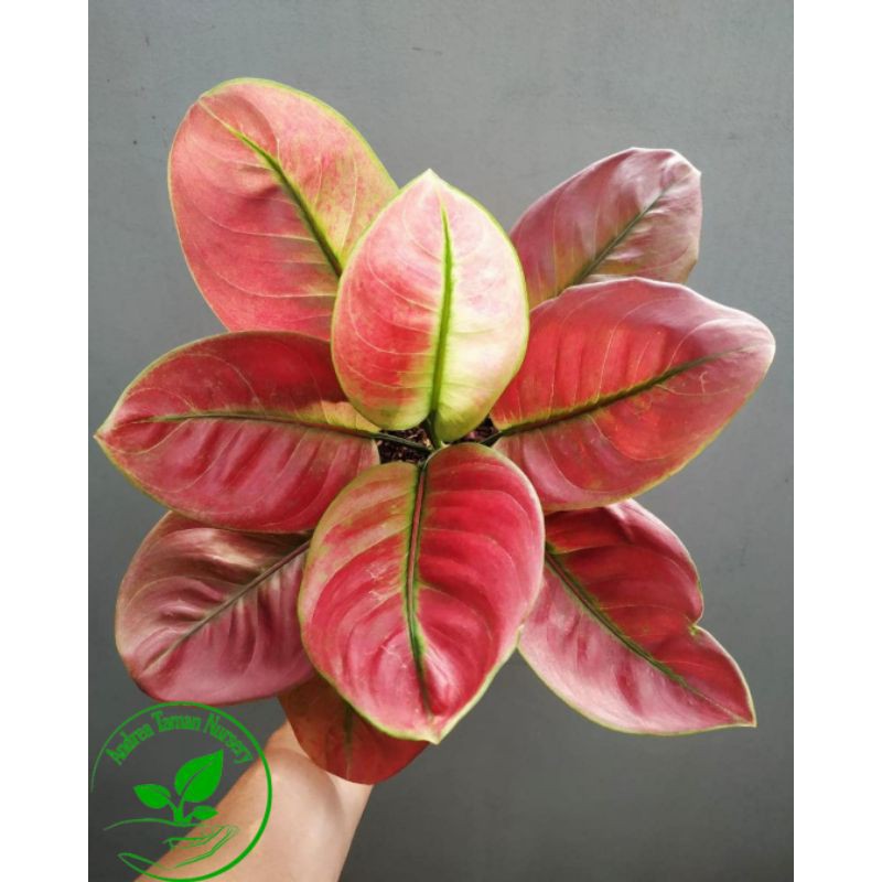 Tanaman hias aglonema ayunindi - bibit bunga aglonema ayunindy