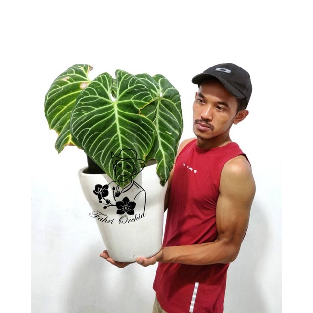 FahriOrchid - Anthurium regale ori peru