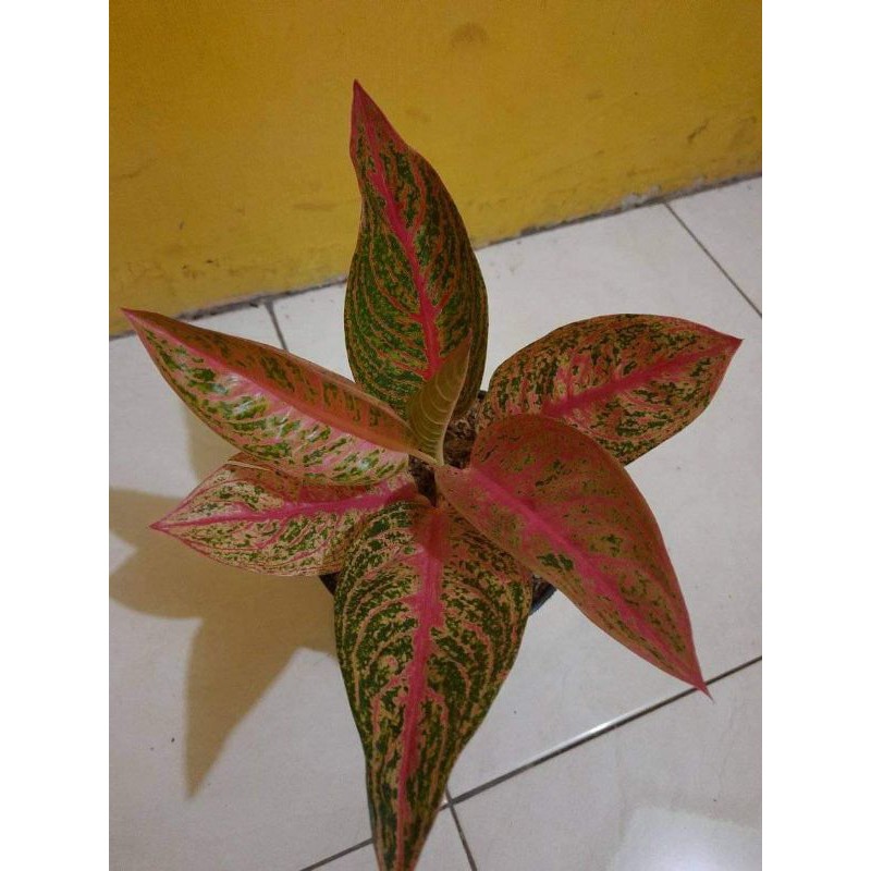 bunga aglonema legacy merah super_bunga aglonema legaci merah