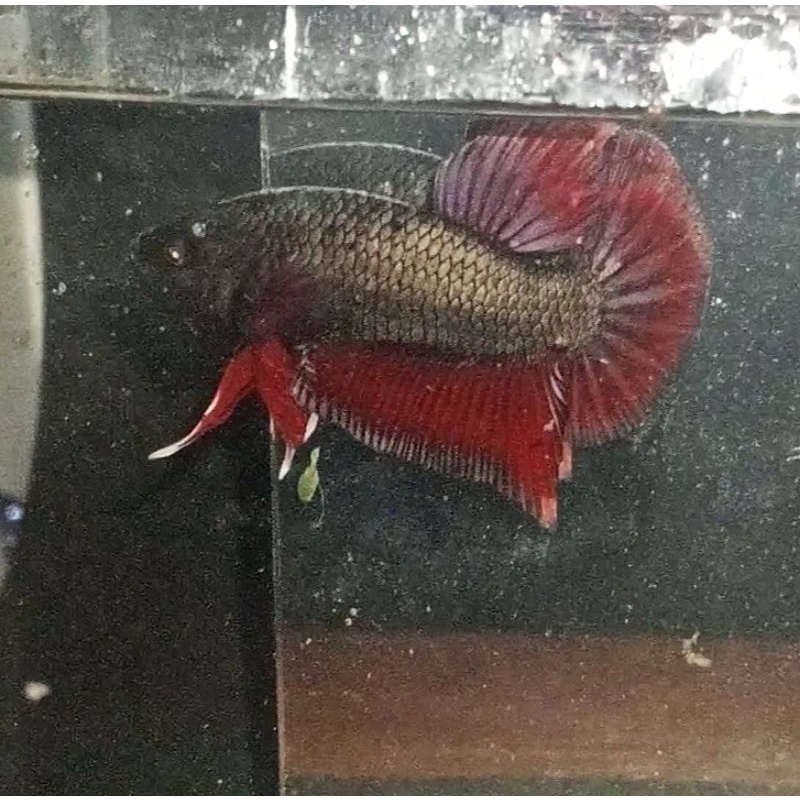 IKAN CUPANG BAHANAN AVATAR COOPER RED WASH