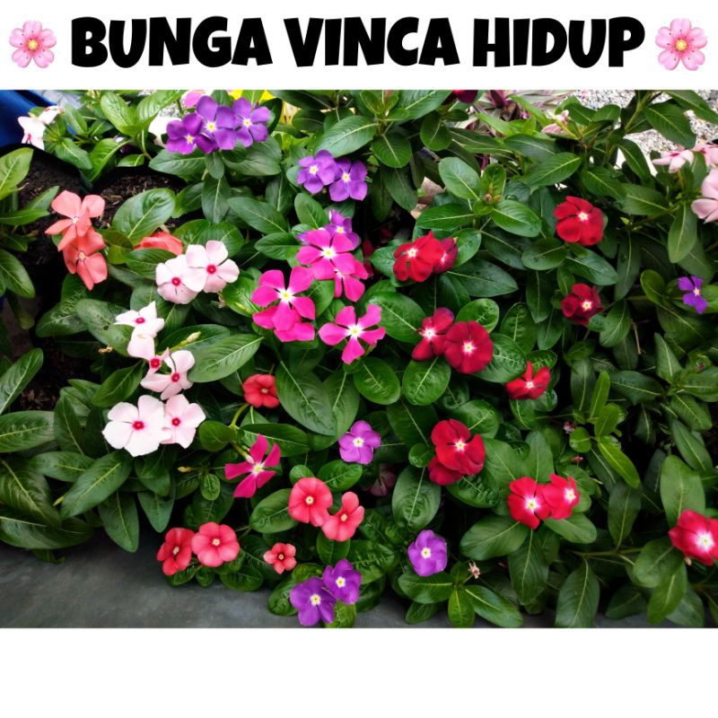 Bunga vinca hidup bunga tapak dara hidup
