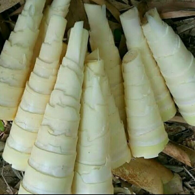 

Rebung Bambu Muda 500 gr - Gerobak Sayur Palembang