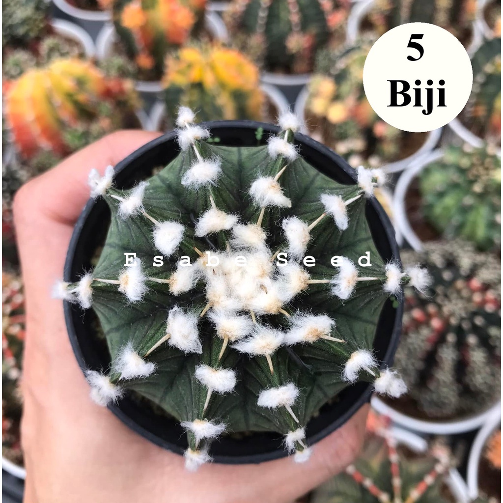 Benih Biji Bibit Kaktus Gymno LB Vos Cactus Import