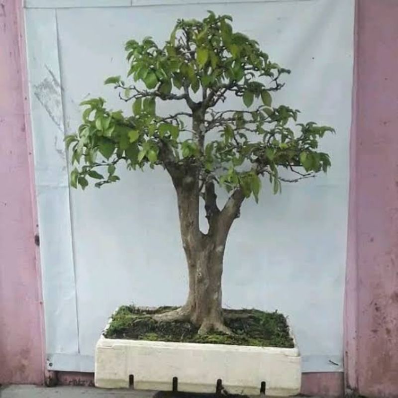 Bahan Bonsai Gulgum/Gulo Gumantung  Uk Medium Dan small