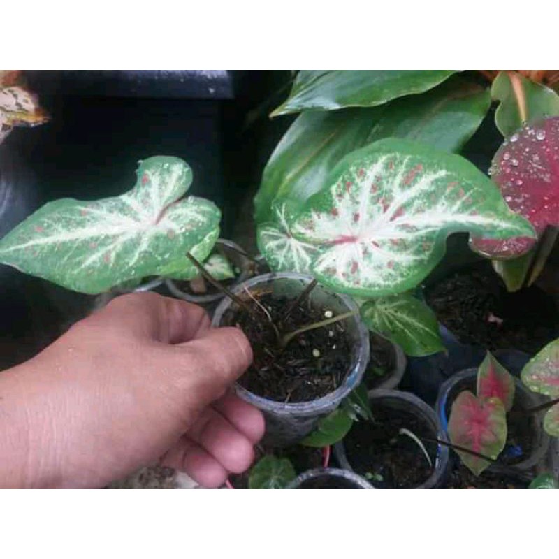 keladi gingerland /tanaman hias