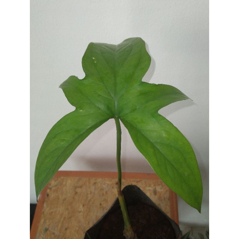 Cyrtosperma JhonStonii...