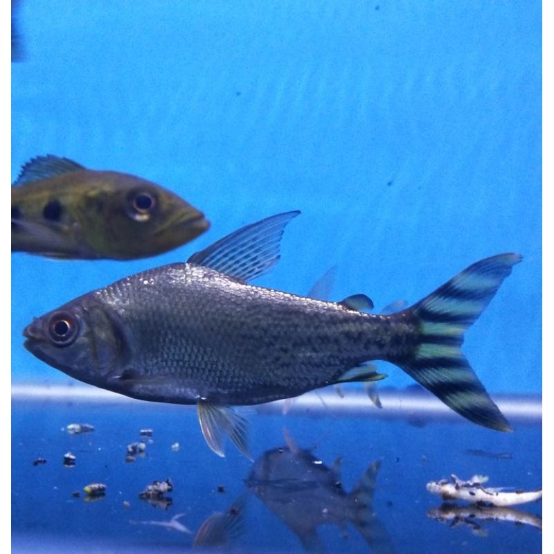 Ikan American FlagTail/Yellow Feifeng/YFF 7-8cm