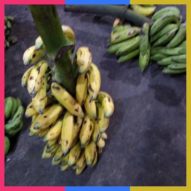 

Pisang Uli 1 Tandan