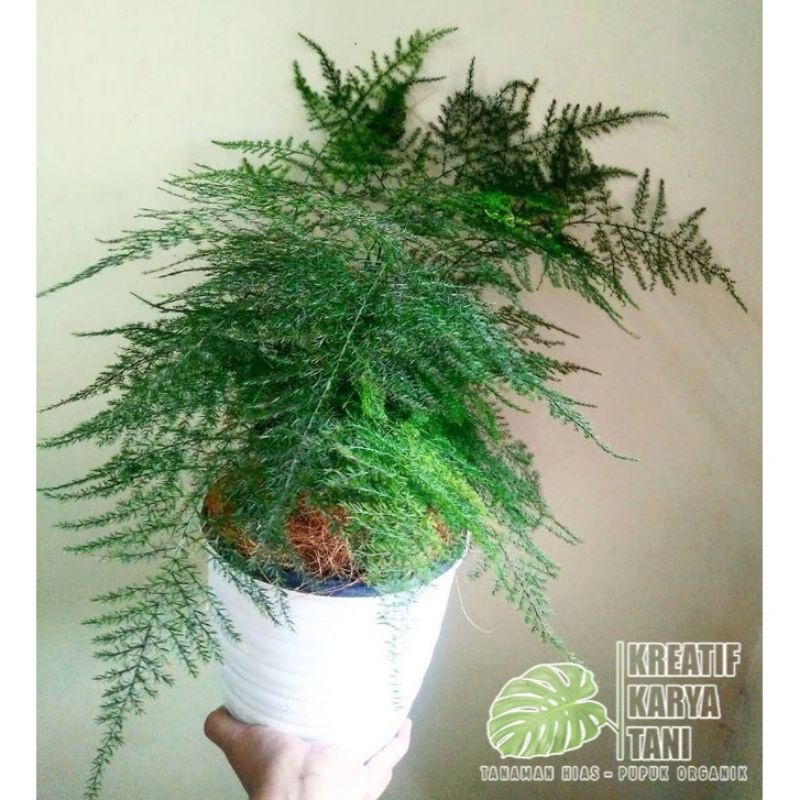 Tanaman pakis asparagus - tanaman hias - tanaman pakis asparagus