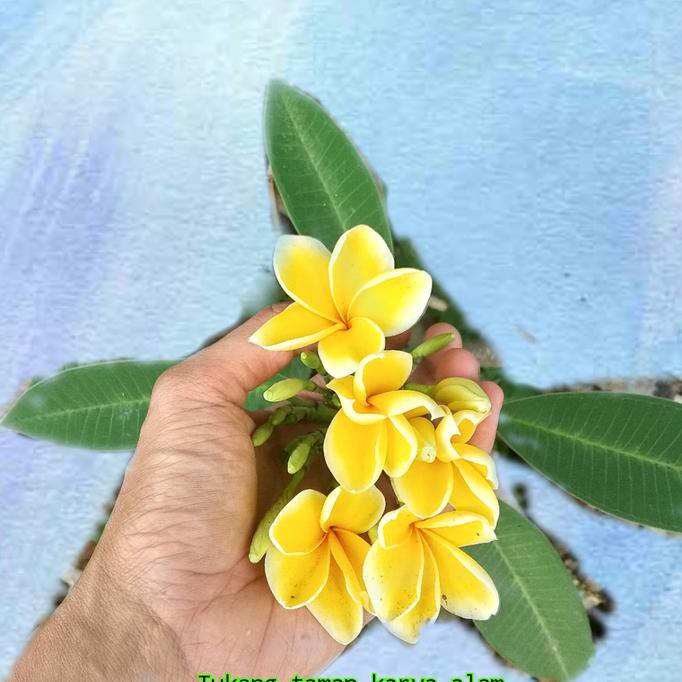 BestsellerBestseller Bibit Stek Batang Bunga Kamboja Warna Kuning / Kamboja Bunga Kuning '