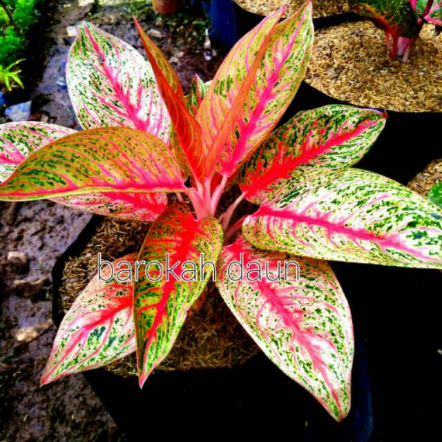 Bibit Bunga aglonema legasi merah