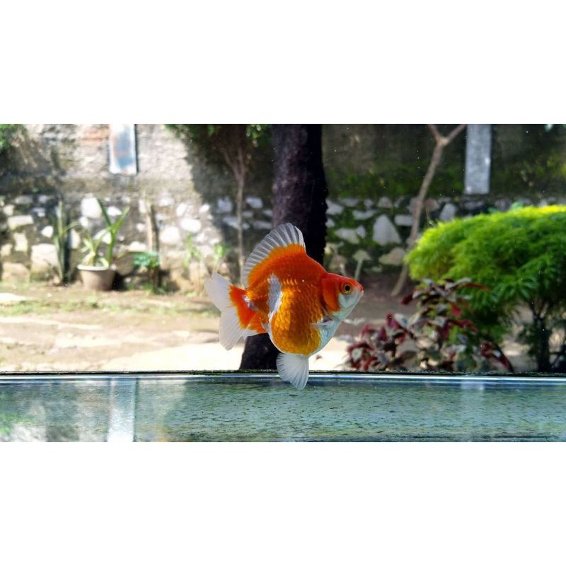 ikan mas koki ryukin ukuran 9-12 cm reall