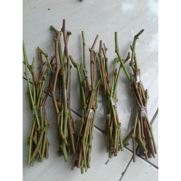 Entres anggur jupiter