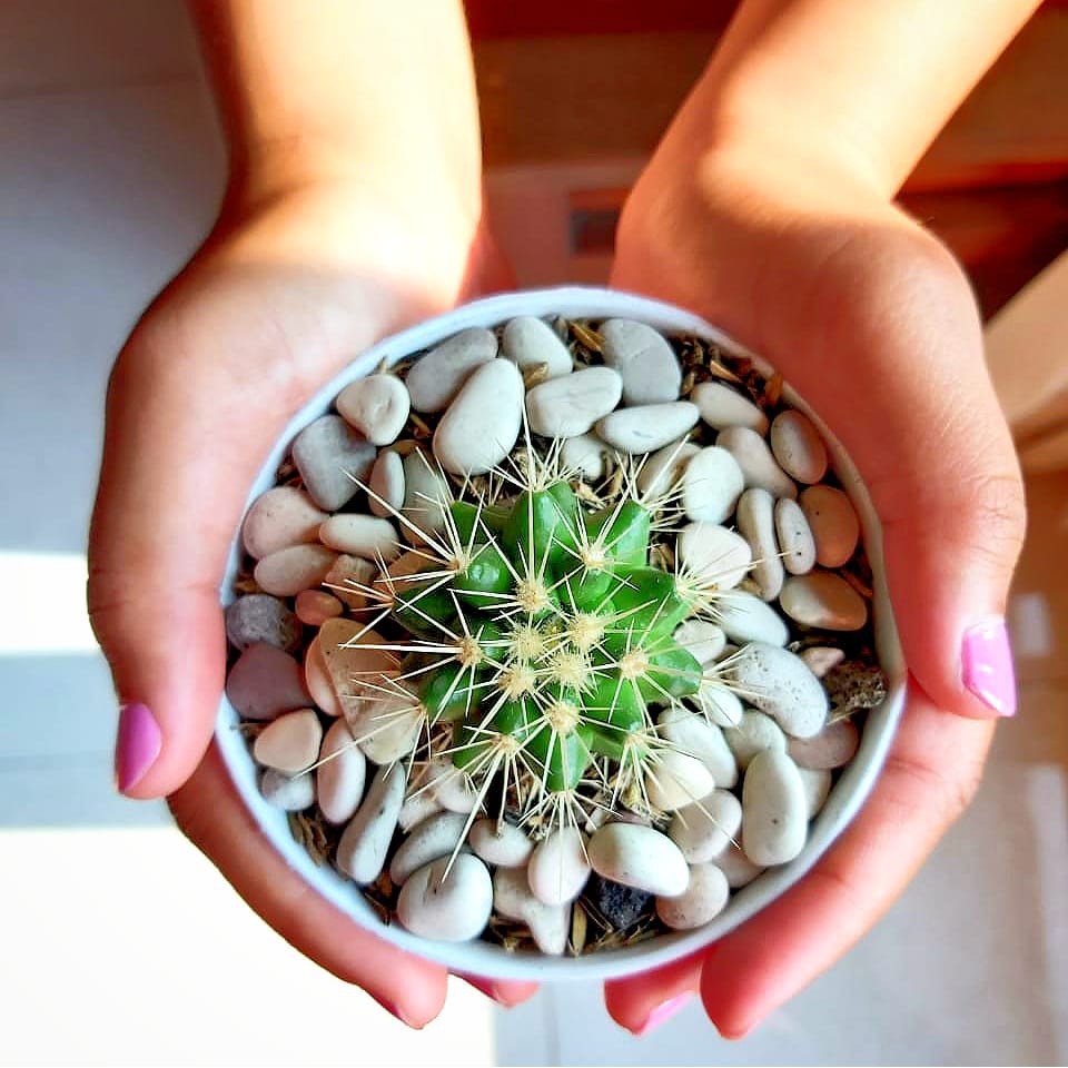 Sukulen Kaktus Golden Barrel + pot + media