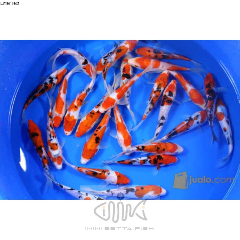 ikan hias koi belitar grade A kohaku sanke, ikan hias koi grade A