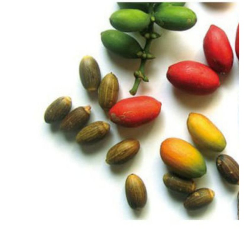 

Buah Melinjo 250 gram