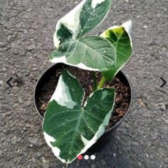 keladi sente variegata