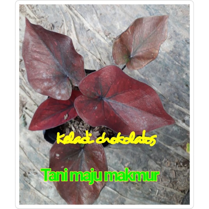 TANAMAN HIAS CALADIUM/KELADI CHOCOLATOS CANTIK
